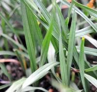 Grey green lanceolate foliage